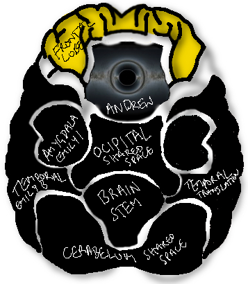 mock-up graphic of a human brain, with sketchy titles labelled 'Amygdala', 'brain stem' etc.